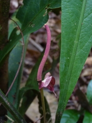 Anthurium atropurpureum