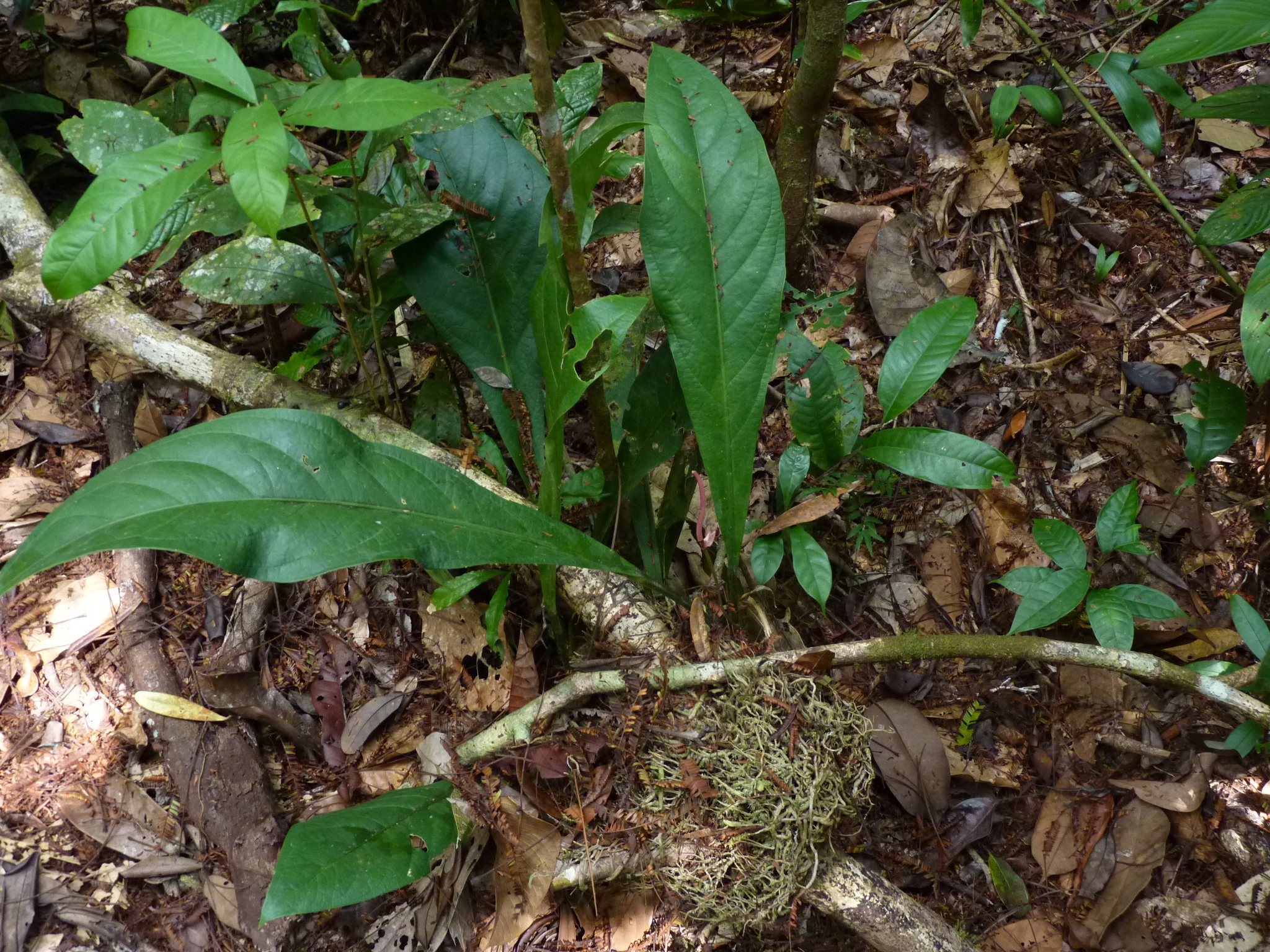 Anthurium atropurpureum R.E.Schult. & Maguire