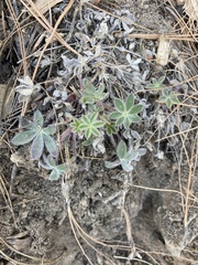 Lupinus huachucanus