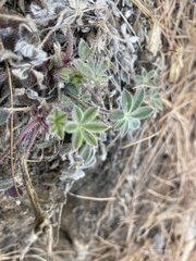 Lupinus huachucanus