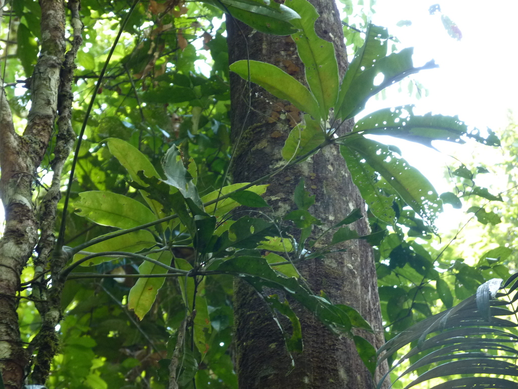 Anthurium eminens  iNaturalist
