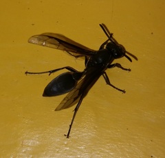 Epiponini