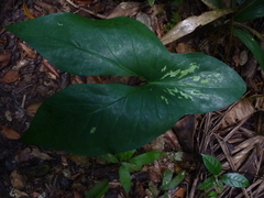 Montrichardia arborescens