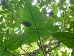 Philodendron barrosoanum