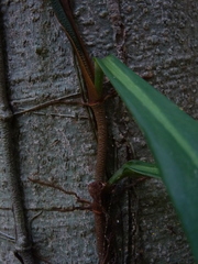 Philodendron elaphoglossoides