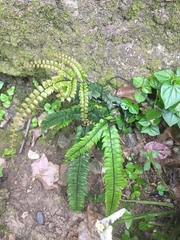 Adiantum