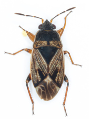 Trapezonotus dispar