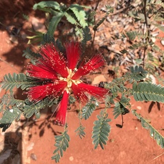 Calliandra dysantha