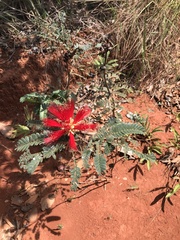 Calliandra dysantha