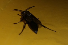 Epiponini