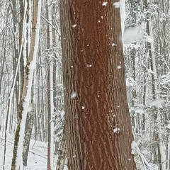 Trentepohlia umbrina