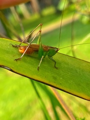 Conocephalus saltator