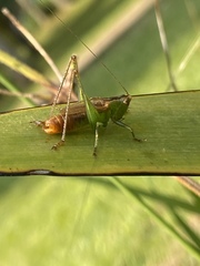 Conocephalus saltator
