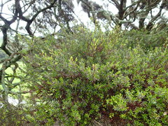 Kunzea amathicola