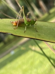 Conocephalus saltator