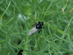 Bibio hortulanus