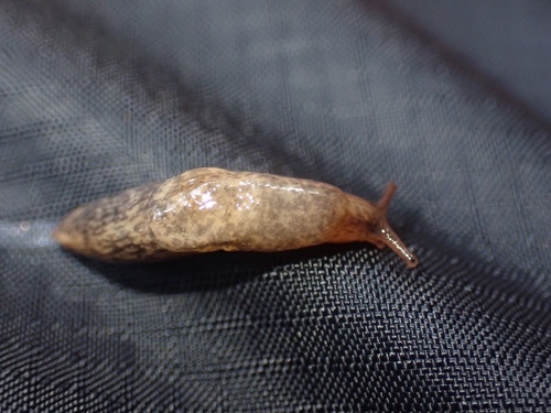 Agriolimax observed 2021-03-16