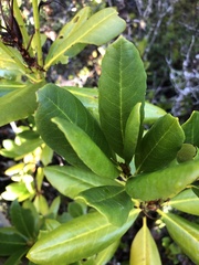 Rhododendron macrophyllum