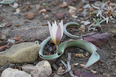 Tulipa biflora