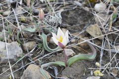 Tulipa biflora
