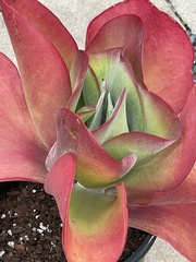 Kalanchoe tetraphylla