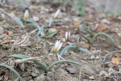 Tulipa biflora