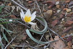 Tulipa biflora