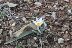 Tulipa biflora