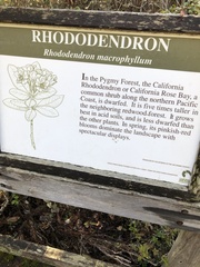 Rhododendron macrophyllum