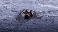 Nephilingis cruentata