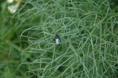 Bibio hortulanus