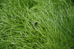 Bibio hortulanus