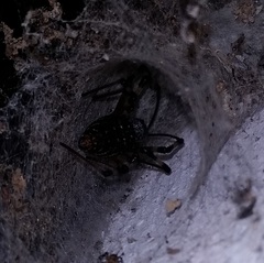 Nephilingis cruentata