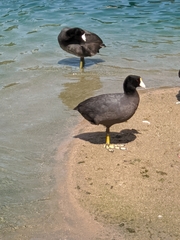 Fulica americana