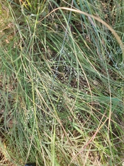 Trichanthecium natalense