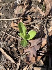 Primula meadia