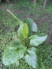 Echinodorus grandiflorus