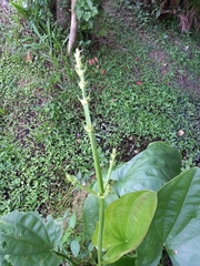 Echinodorus grandiflorus