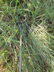 Trichanthecium natalense