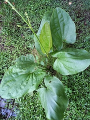 Echinodorus grandiflorus