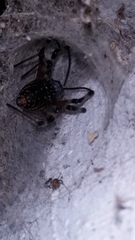 Nephilingis cruentata