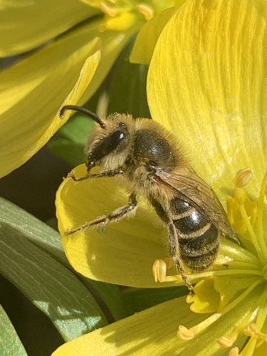 Unequal Cellophane Bee photo 5