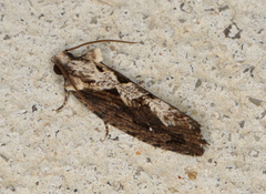 Oxysemaphora notialis