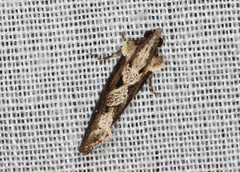 Oxysemaphora notialis