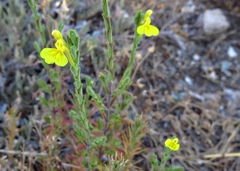 Odontites longiflorus