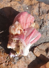 Megabalanus tintinnabulum