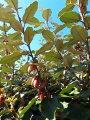 Elaeagnus × ebbingei