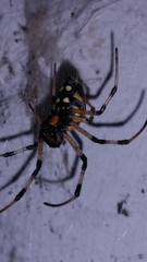 Nephilingis cruentata