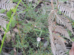 Euryomyrtus ramosissima ramosissima