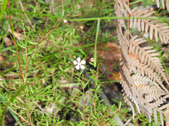 Euryomyrtus ramosissima ramosissima